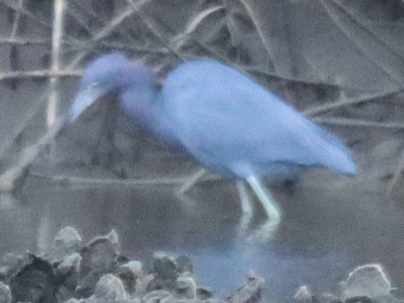 Little Blue Heron - ML645961661