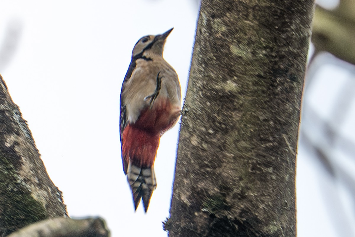 Great Spotted Woodpecker (Great Spotted) - ML645961662