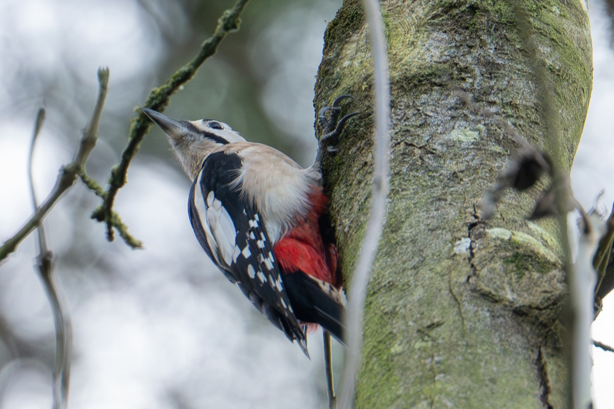 Great Spotted Woodpecker (Great Spotted) - ML645961663