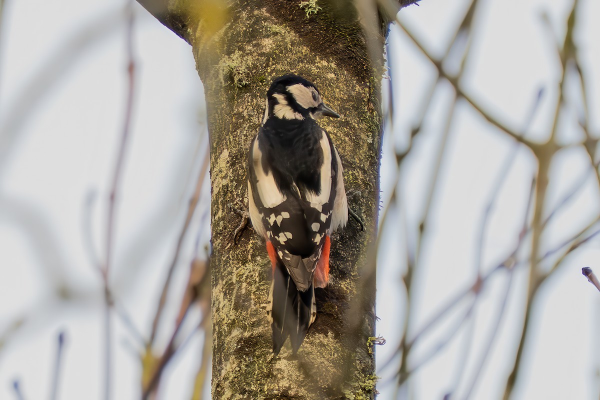 Great Spotted Woodpecker (Great Spotted) - ML645961664