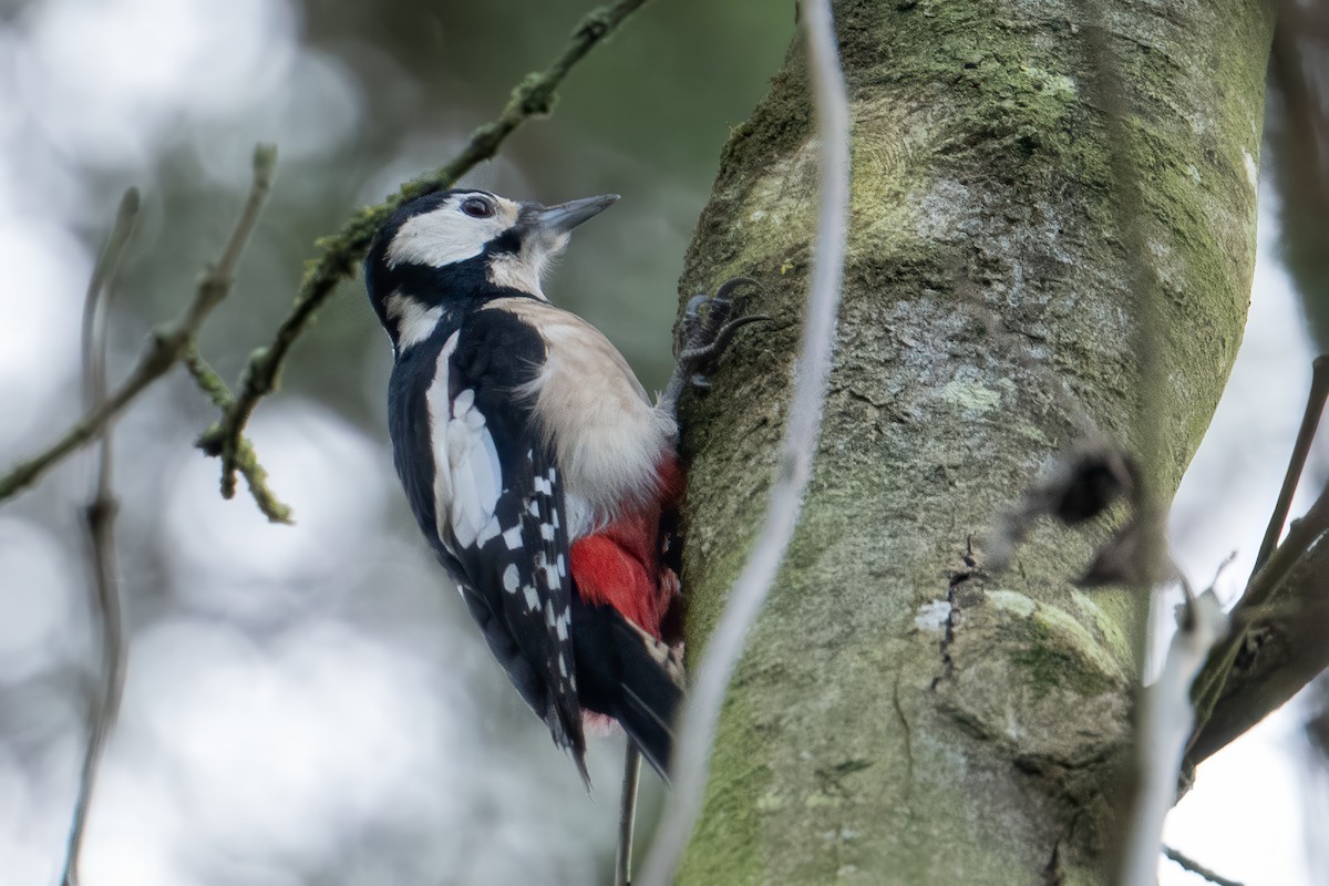 Great Spotted Woodpecker (Great Spotted) - ML645961665