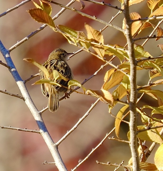 Zitting Cisticola - ML645961666