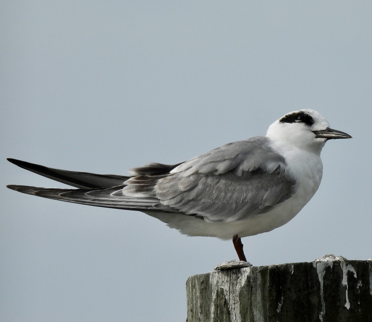 Крячок неоарктичний - ML645961667