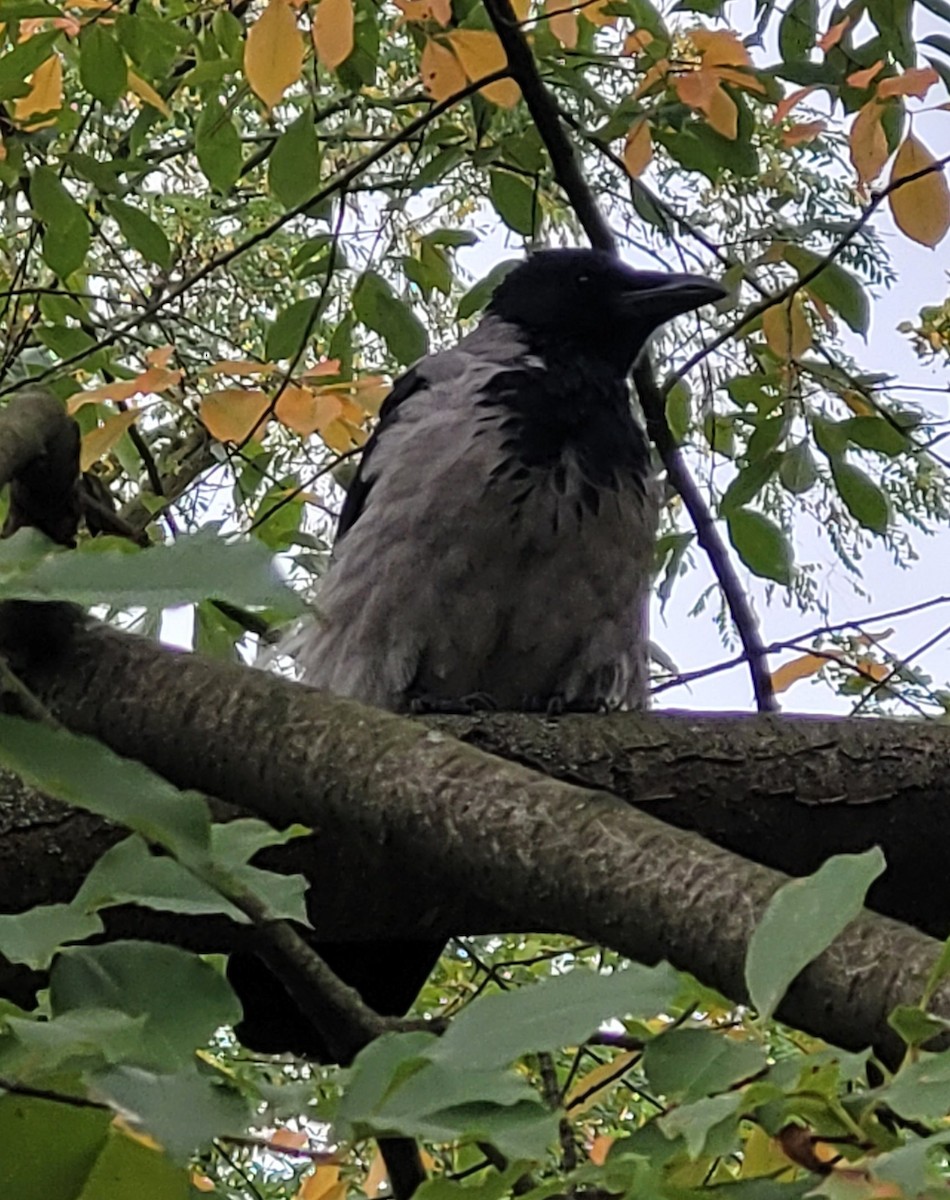Hooded Crow - ML645961668