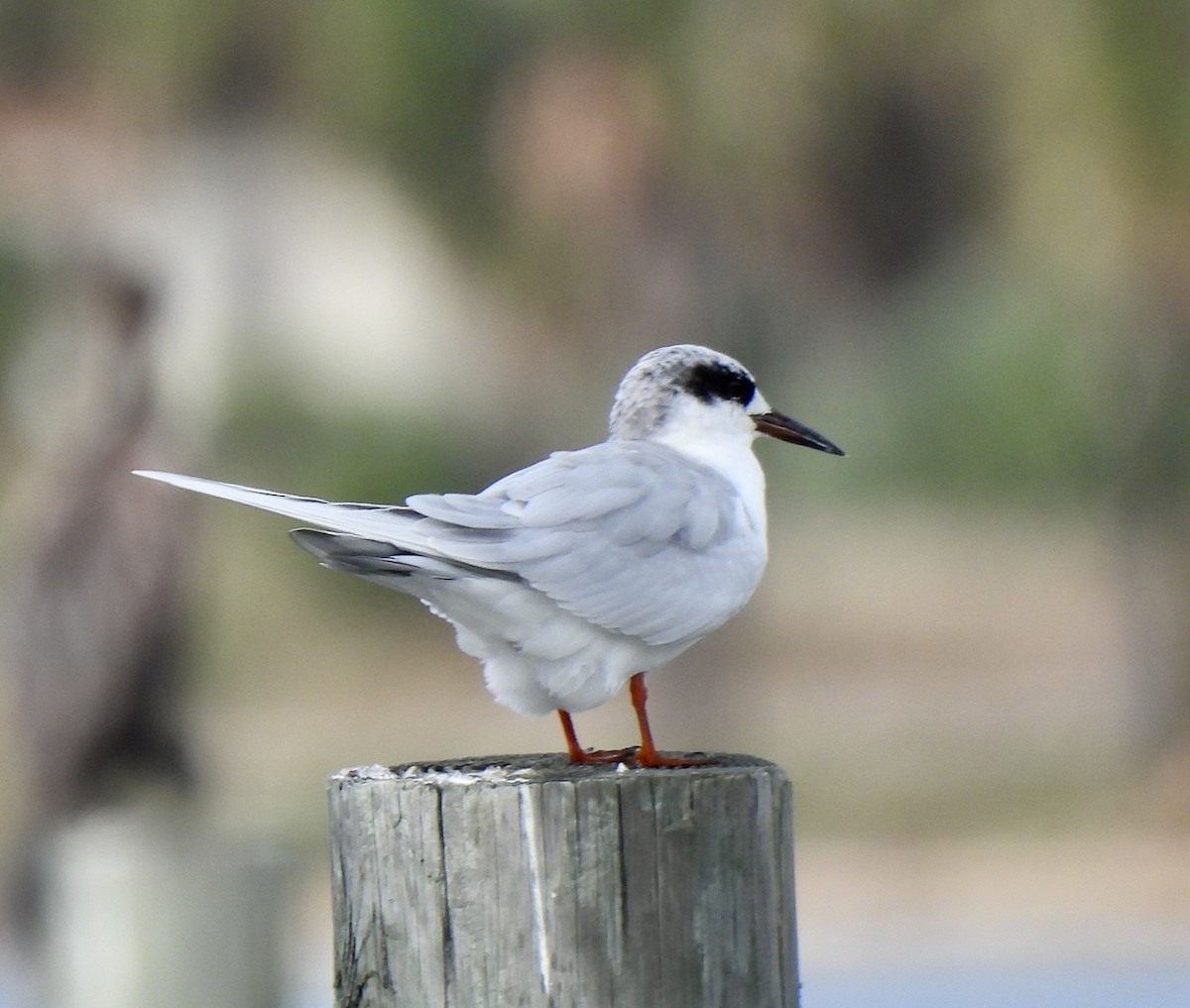 Forster's Tern - ML645961669