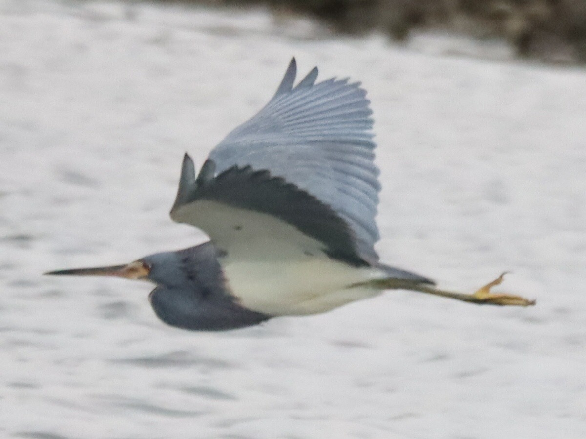 Tricolored Heron - ML645961672