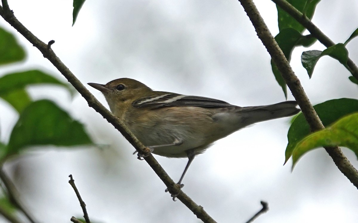 Bay-breasted Warbler - ML645961675