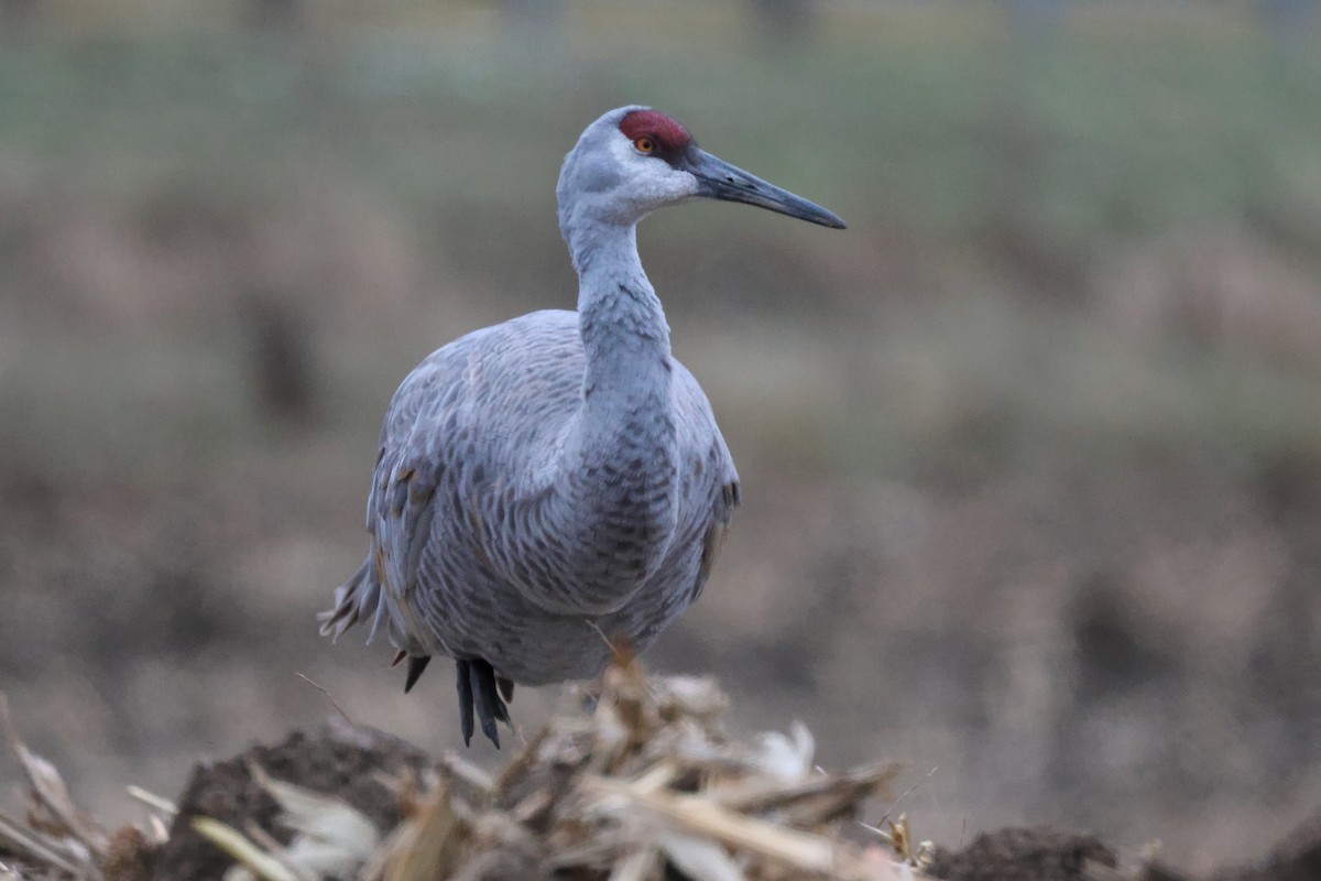 Sandhill Crane - ML645961680