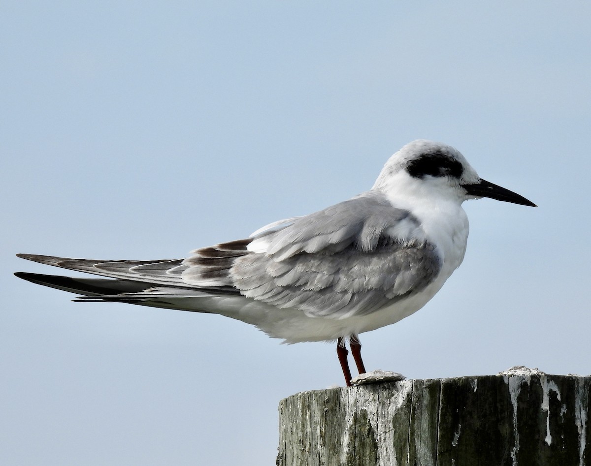 Forster's Tern - ML645961681