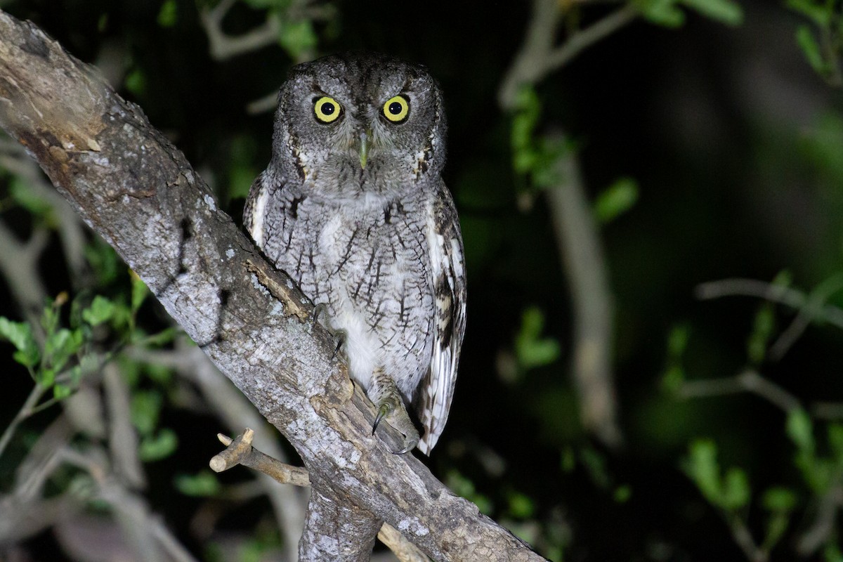 Eastern Screech-Owl - ML645961689