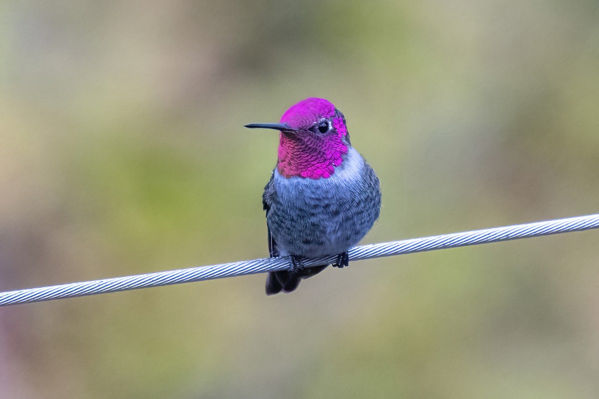 Anna's Hummingbird - ML645961690