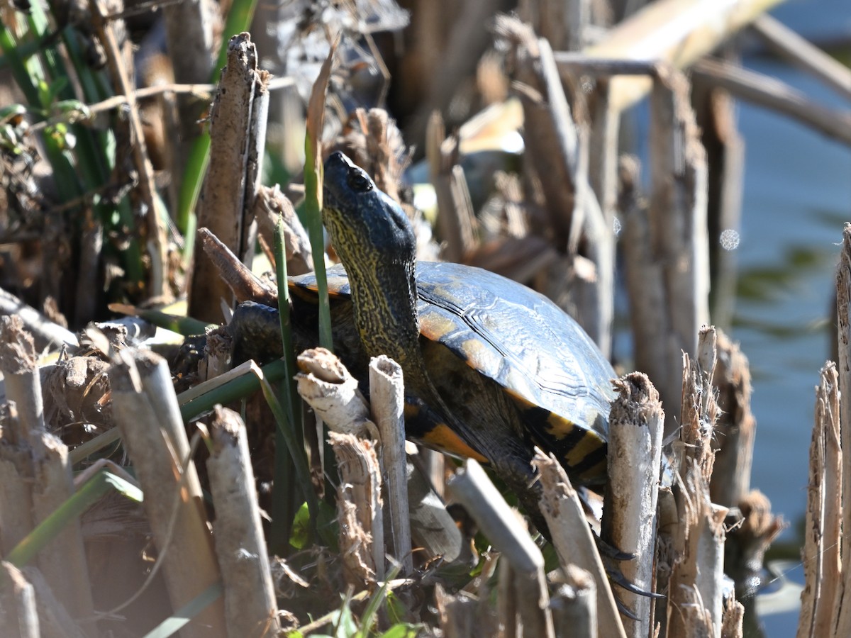 Mediterranean Turtle - ML645961692