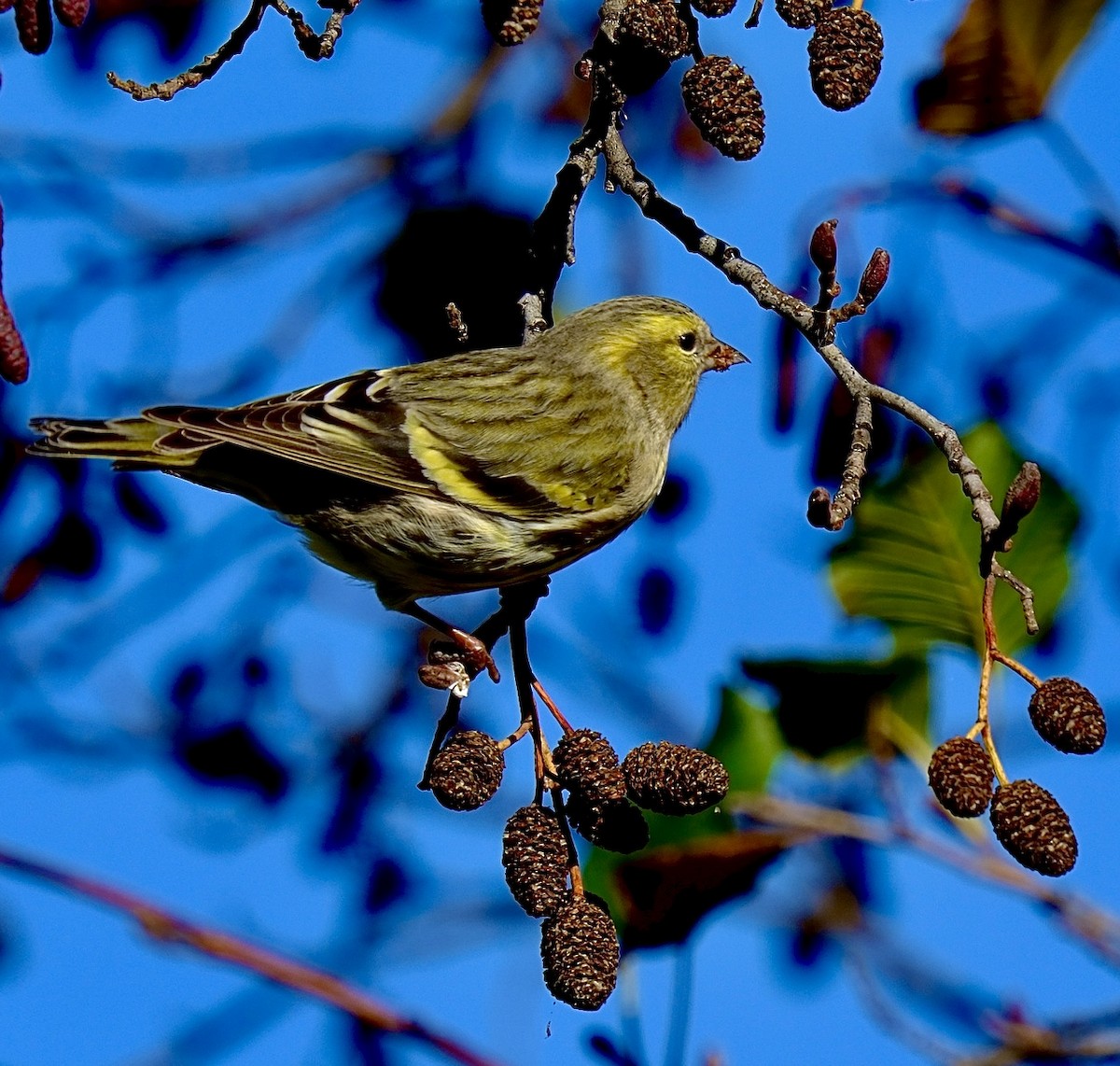 Eurasian Siskin - ML645961693