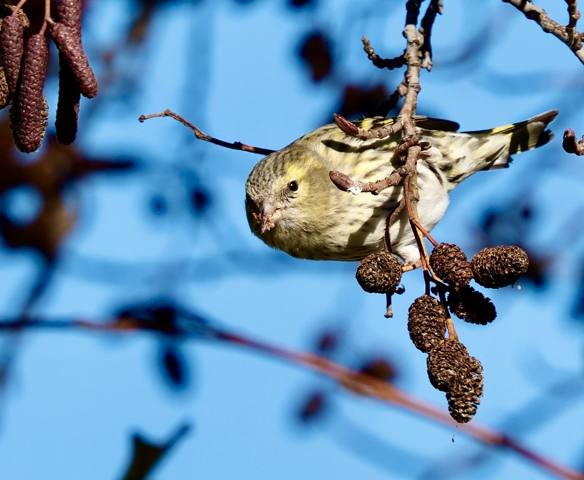 Eurasian Siskin - ML645961694