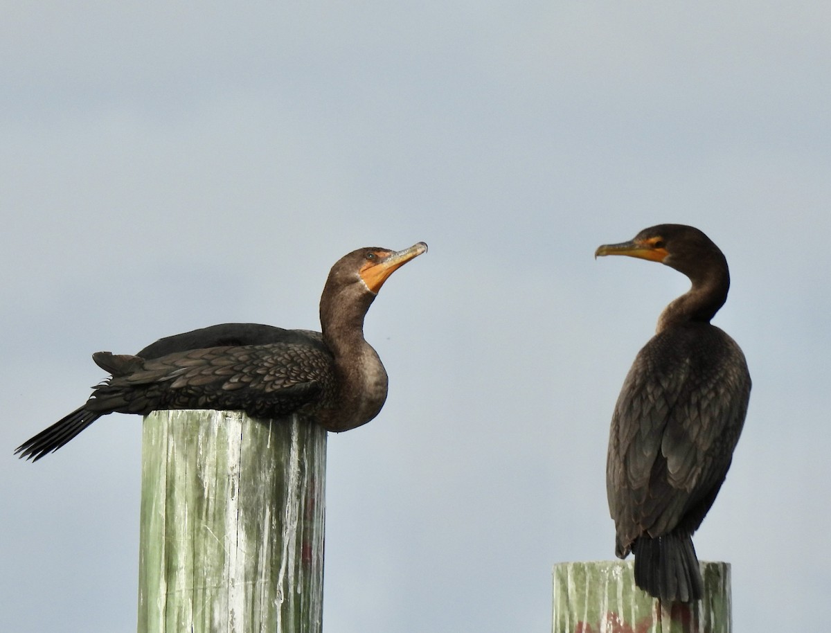 totoppskarv - ML645961696