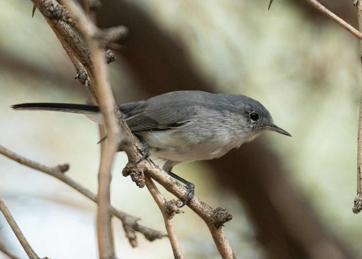Blue-gray Gnatcatcher - ML645961697