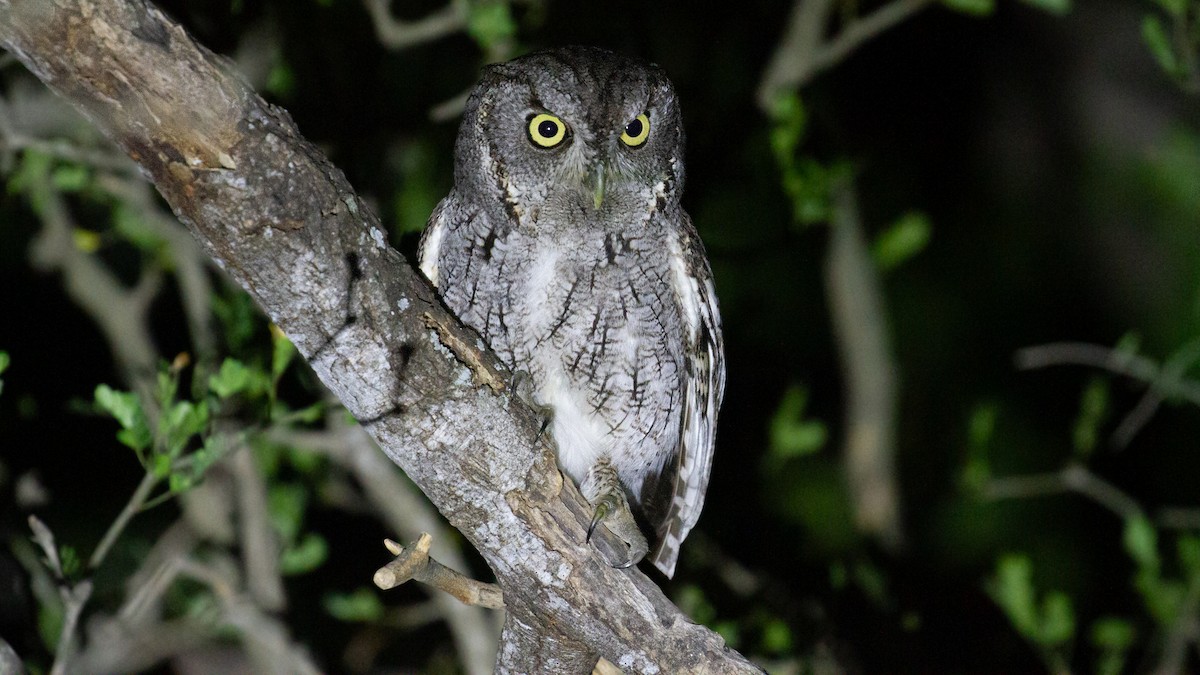 Eastern Screech-Owl - ML645961698