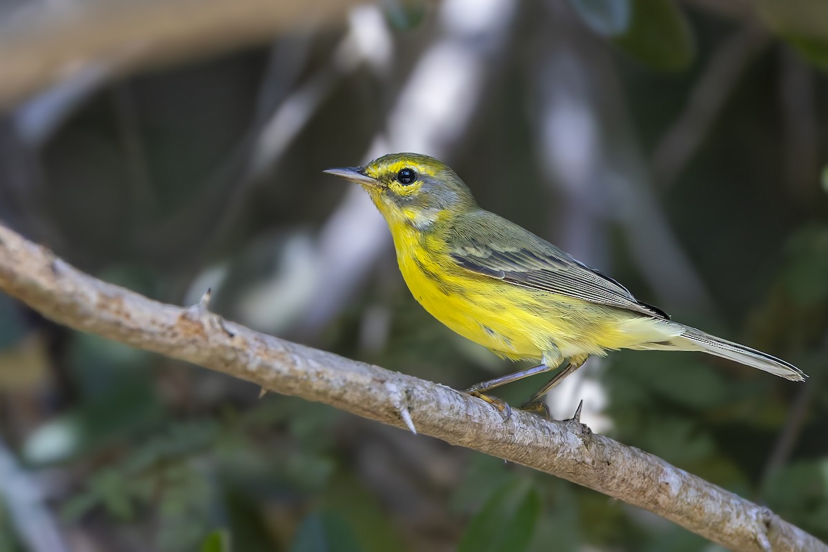 Prairie Warbler - ML645961699