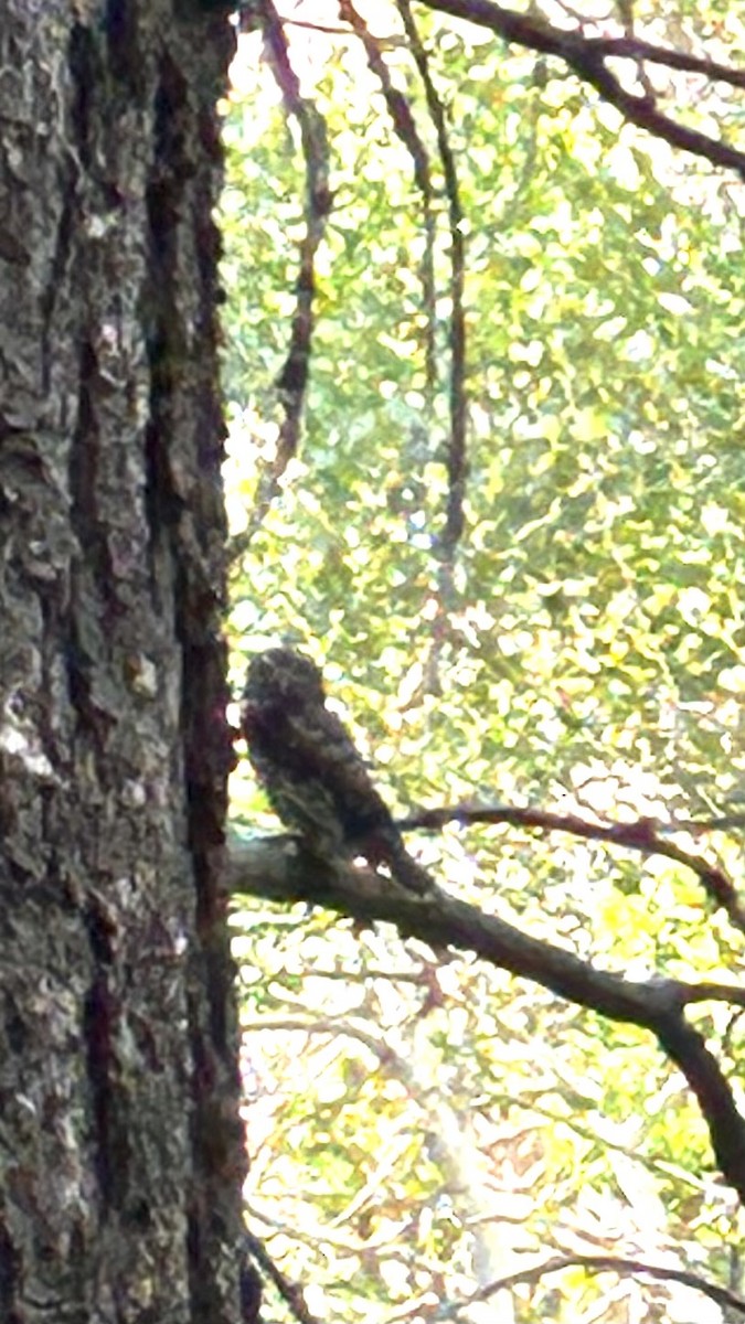 Northern Pygmy-Owl - ML645961700