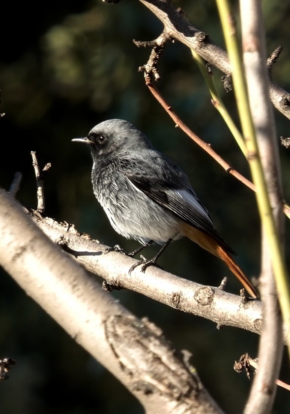 Black Redstart - ML645961708