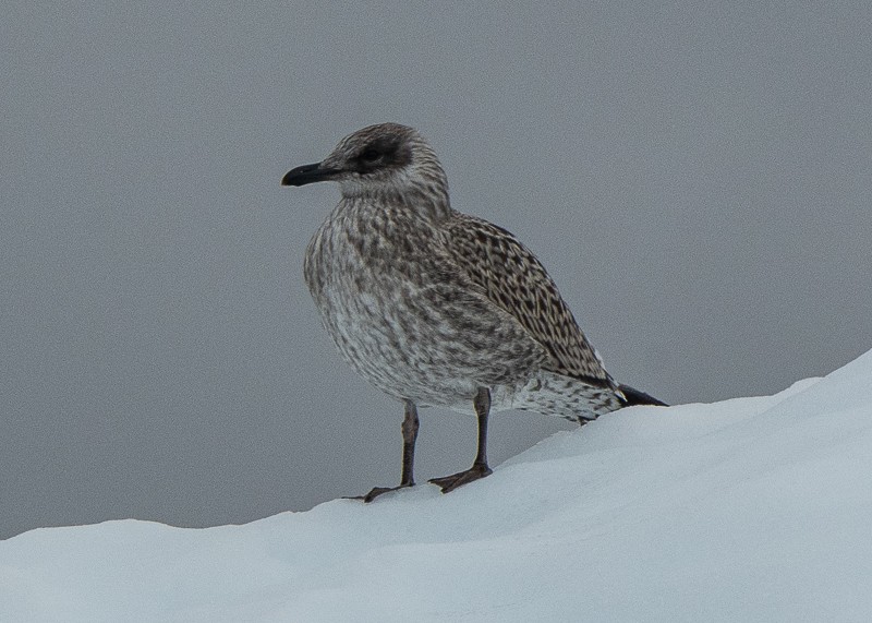 Kelp Gull - ML645961713