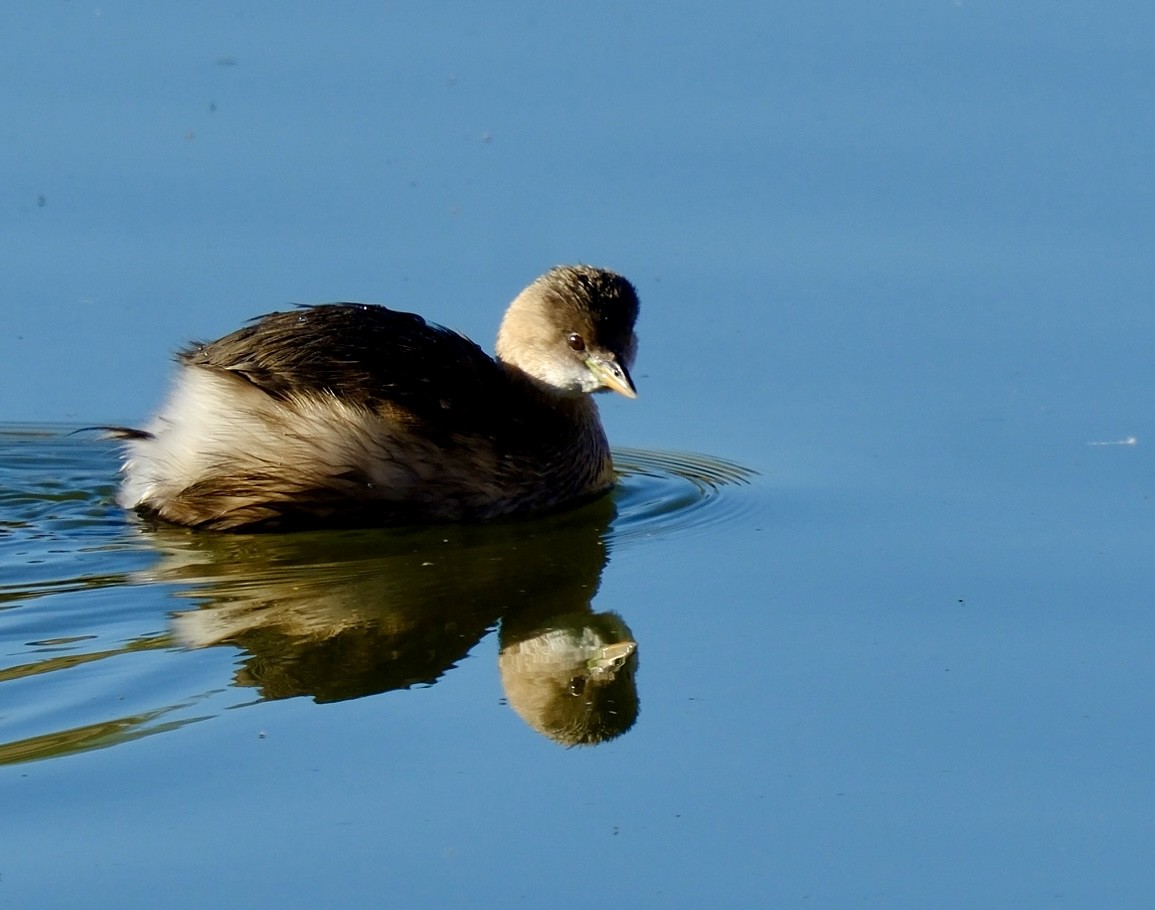 Little Grebe - ML645961717
