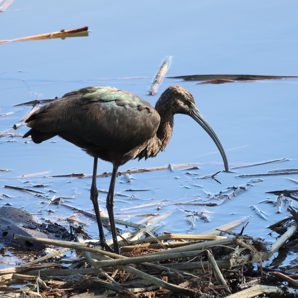 Очковая каравайка - ML645961719