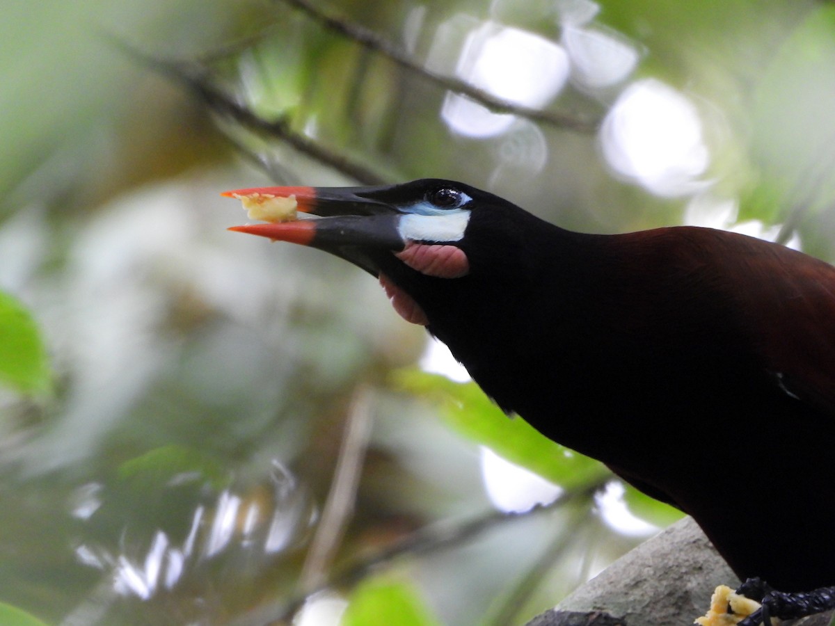 Оропендола-монтесума - ML645961720