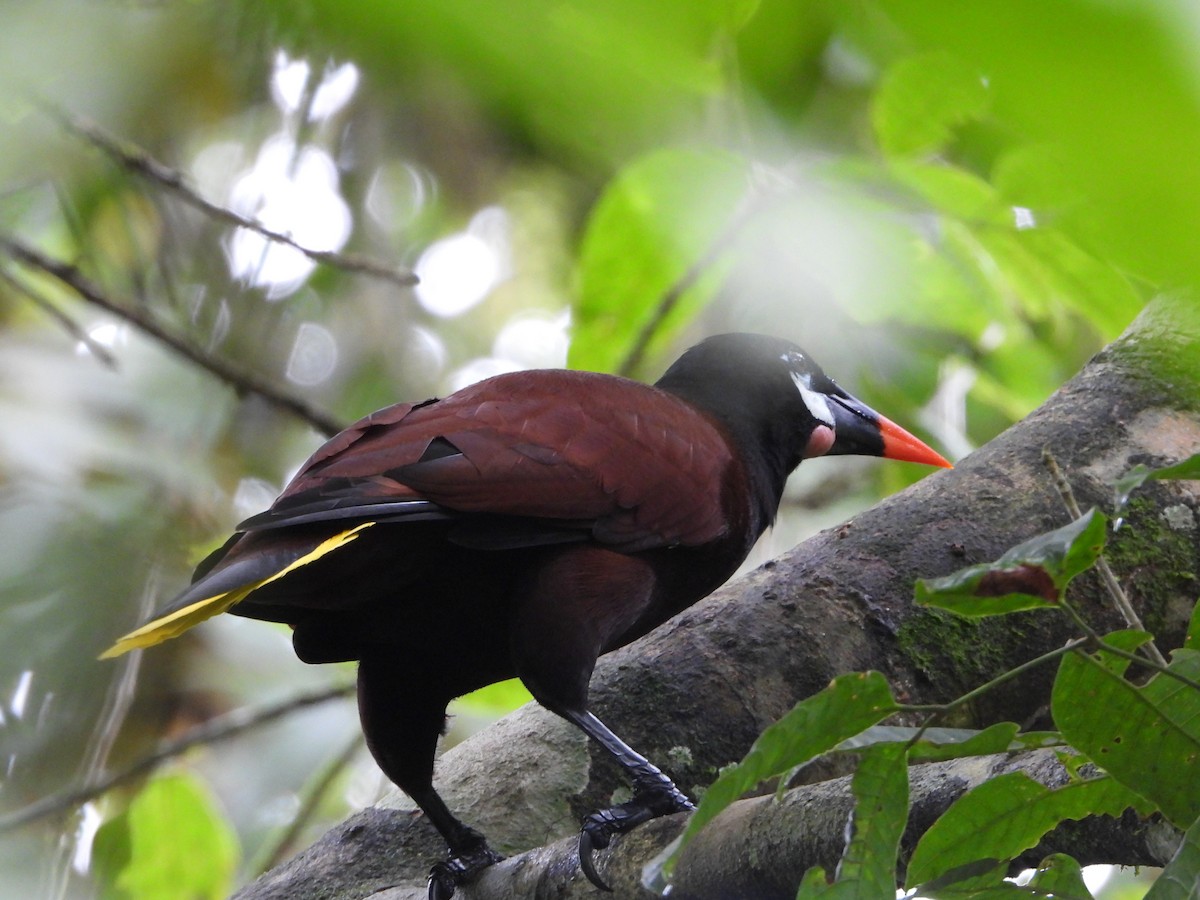 Оропендола-монтесума - ML645961721