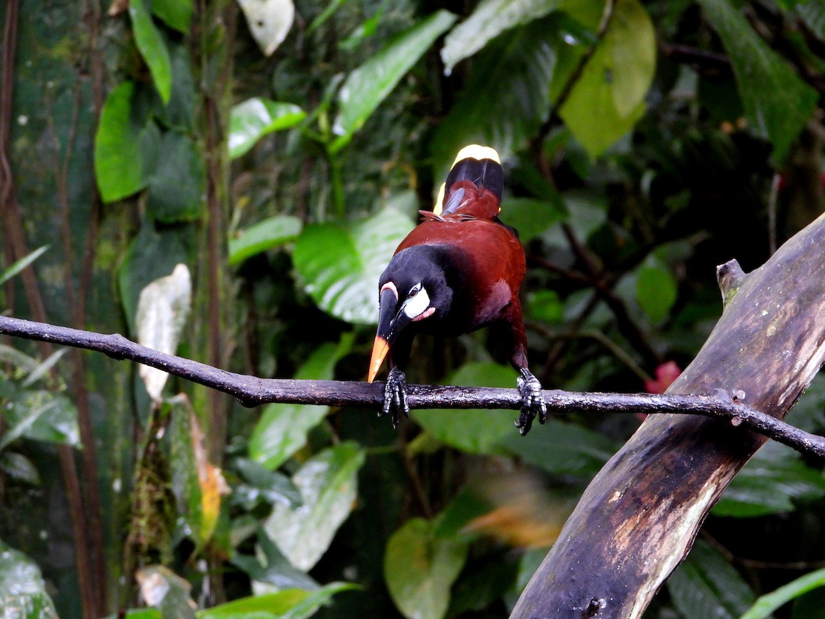 Оропендола-монтесума - ML645961722