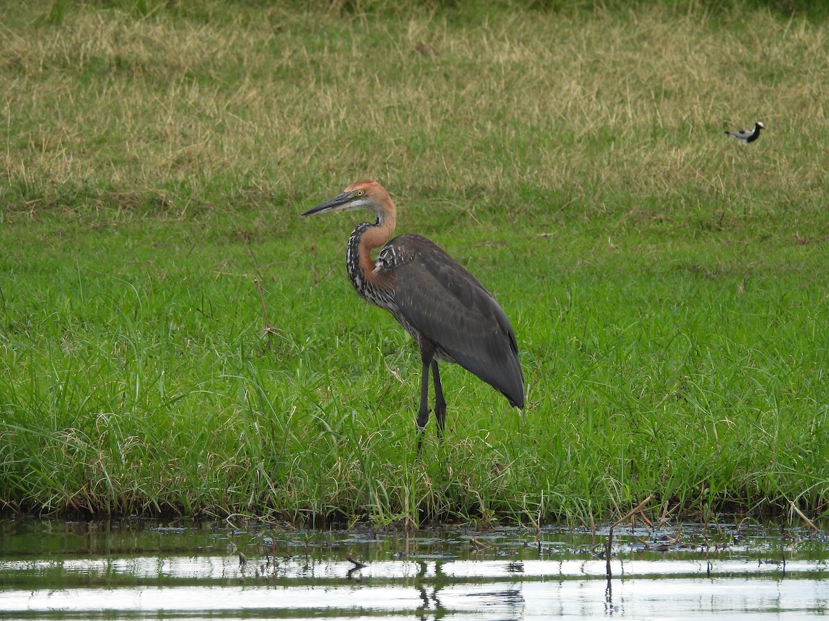 Цапля-голиаф - ML645961723