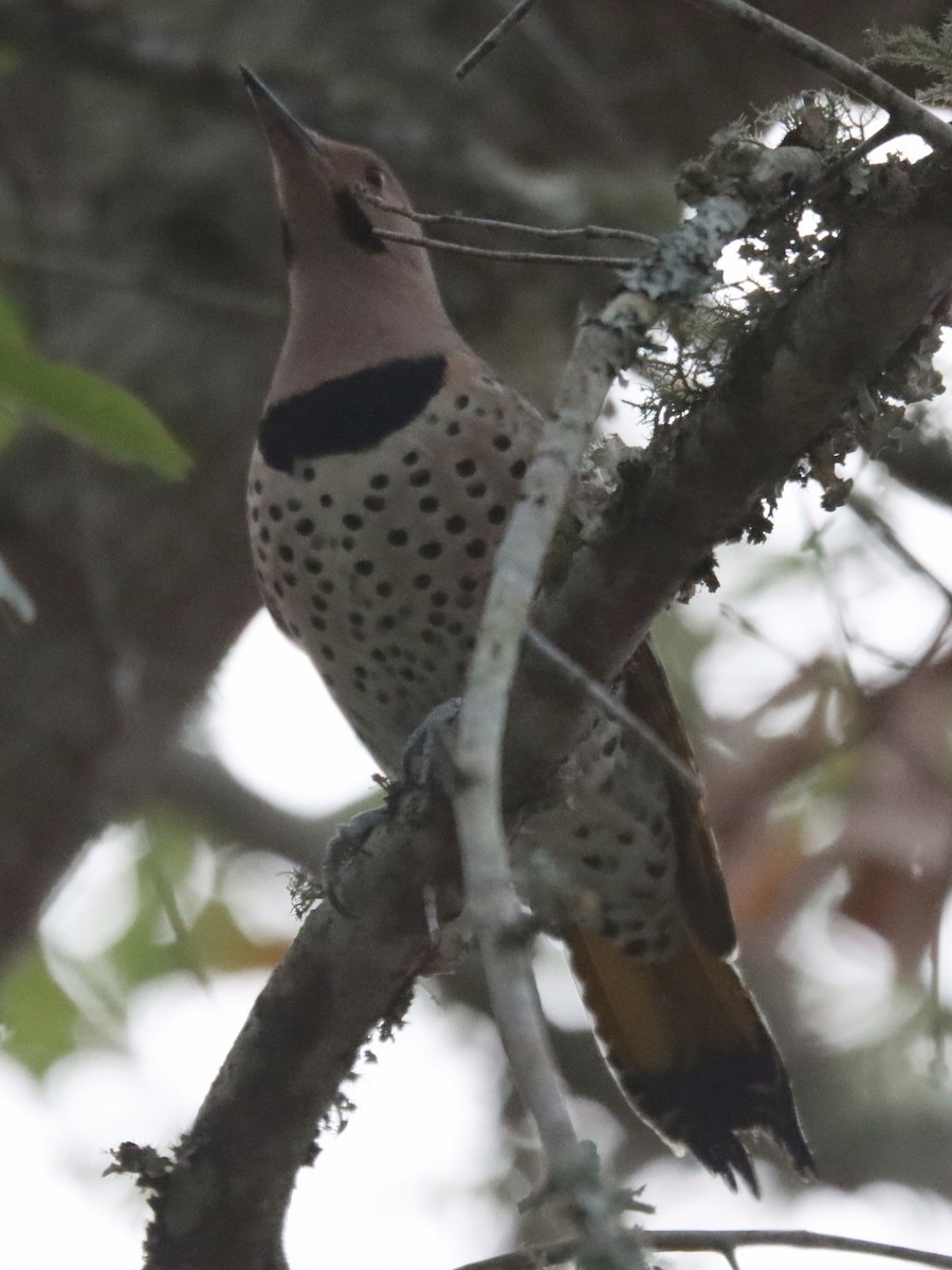 Шилоклювый дятел - ML645961724