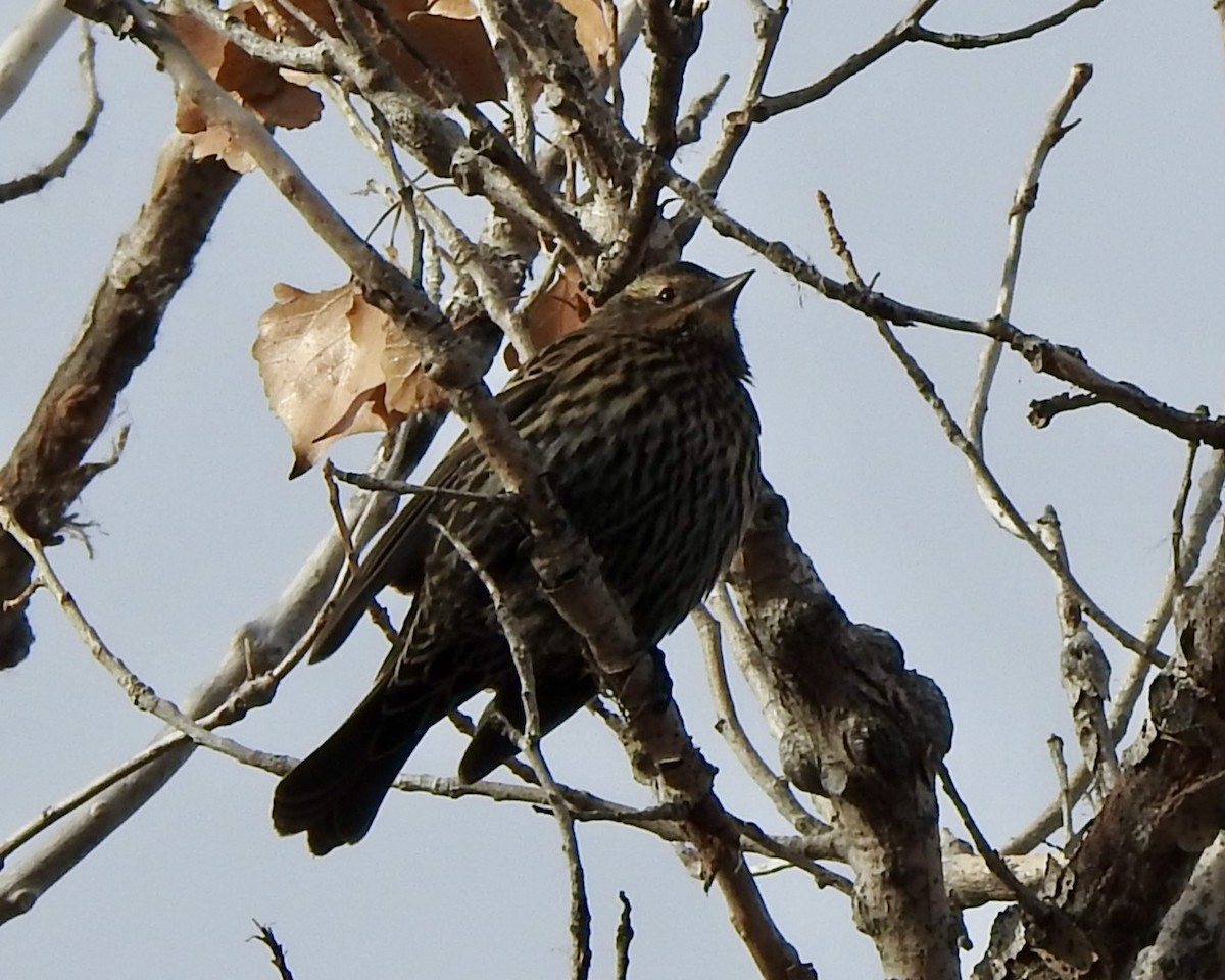 Красноплечий трупиал - ML645961725