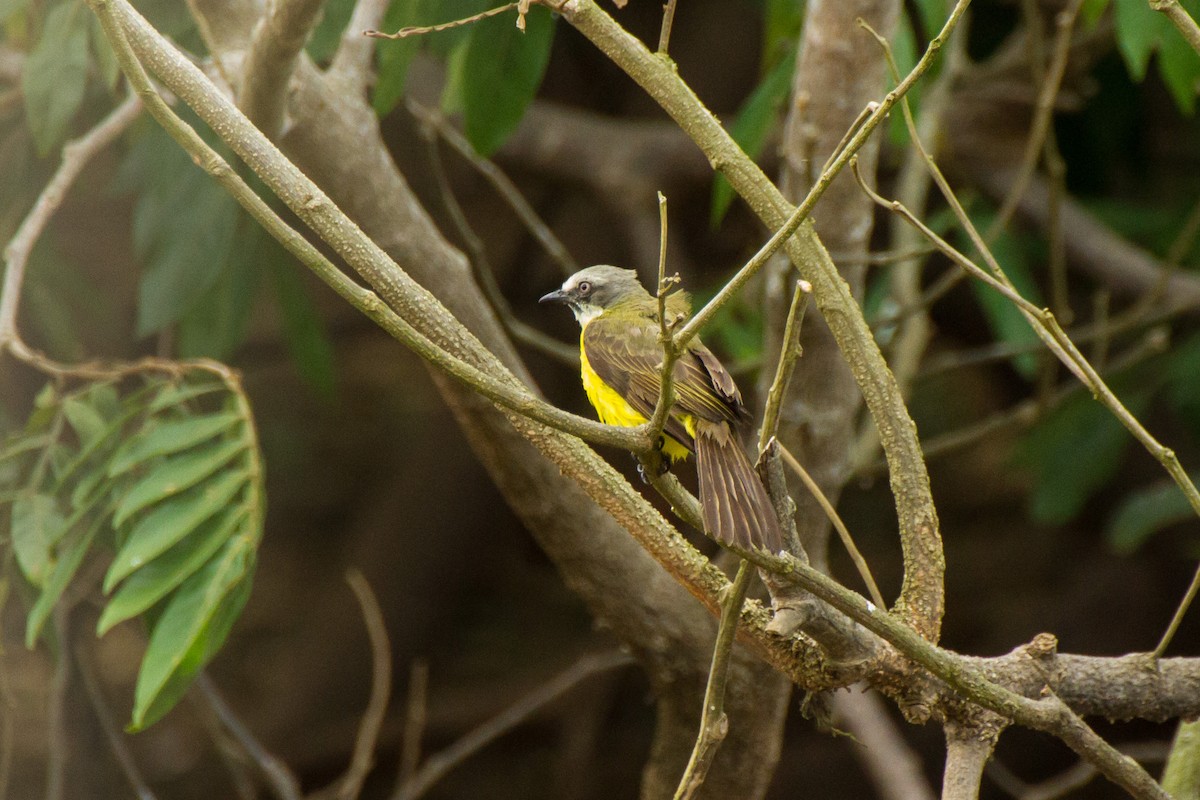 Сероголовый бентеви - ML645961726