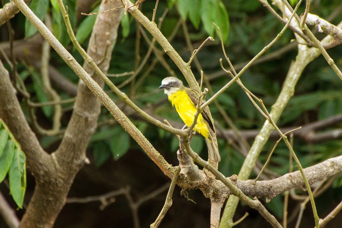 Сероголовый бентеви - ML645961727