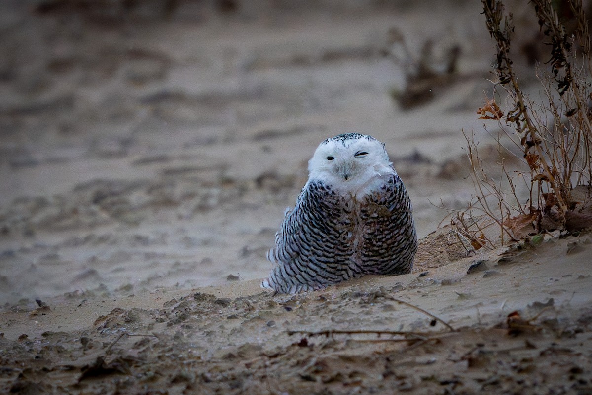 Белая сова - ML645961738