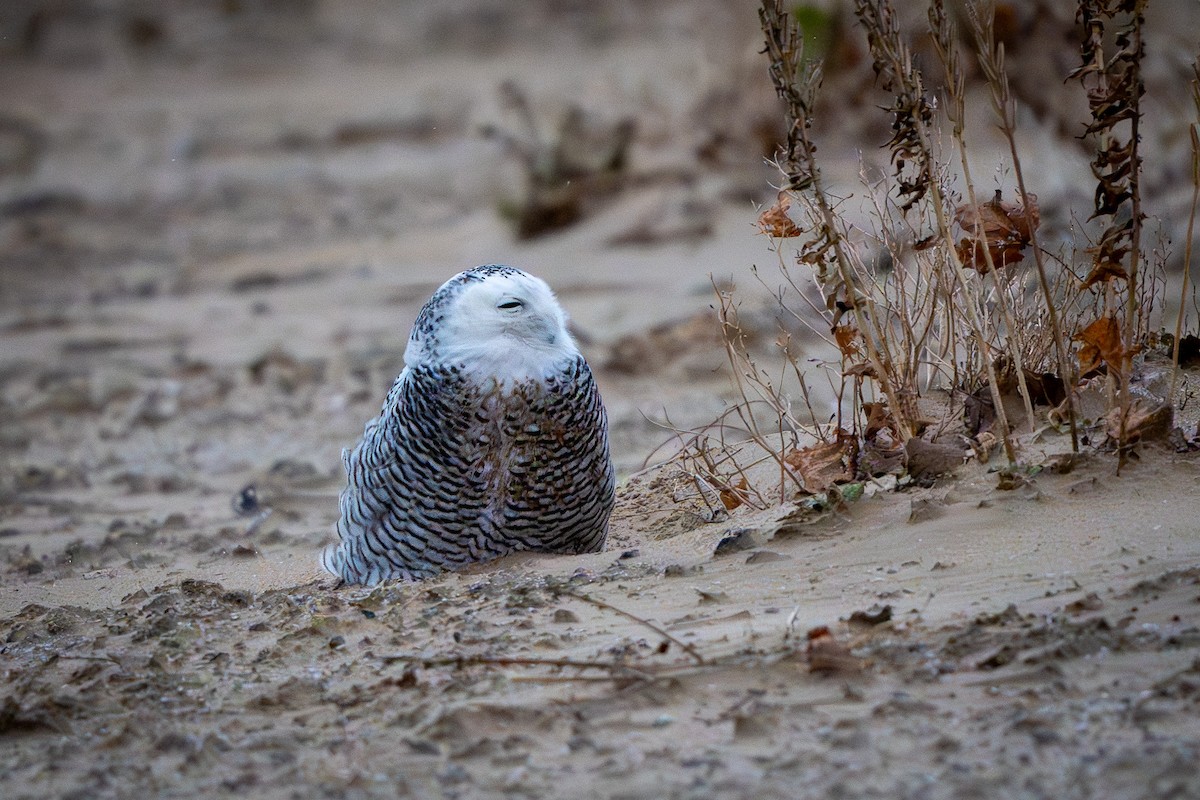 Белая сова - ML645961739