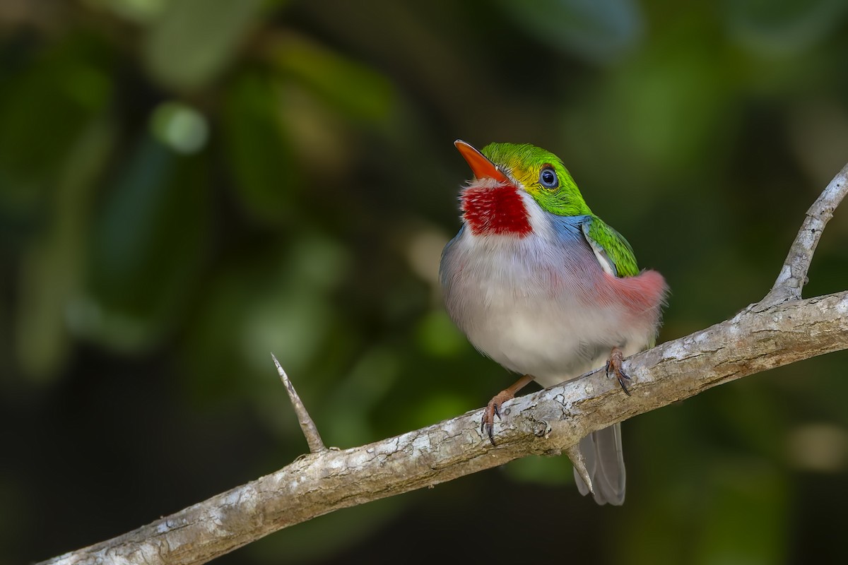 Кубинский тоди - ML645961740