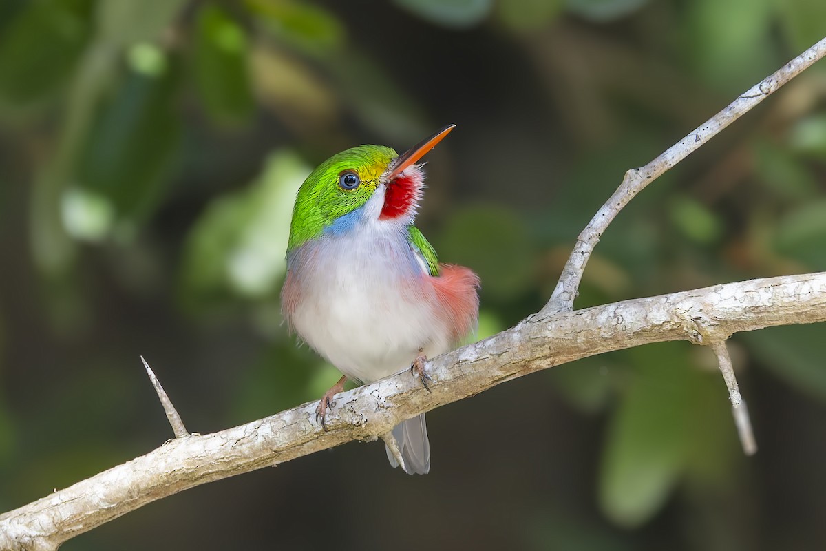 Кубинский тоди - ML645961741