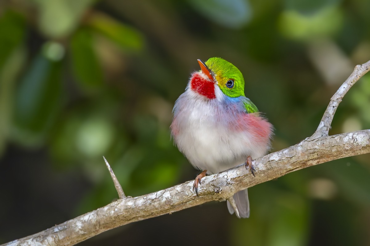 Кубинский тоди - ML645961742