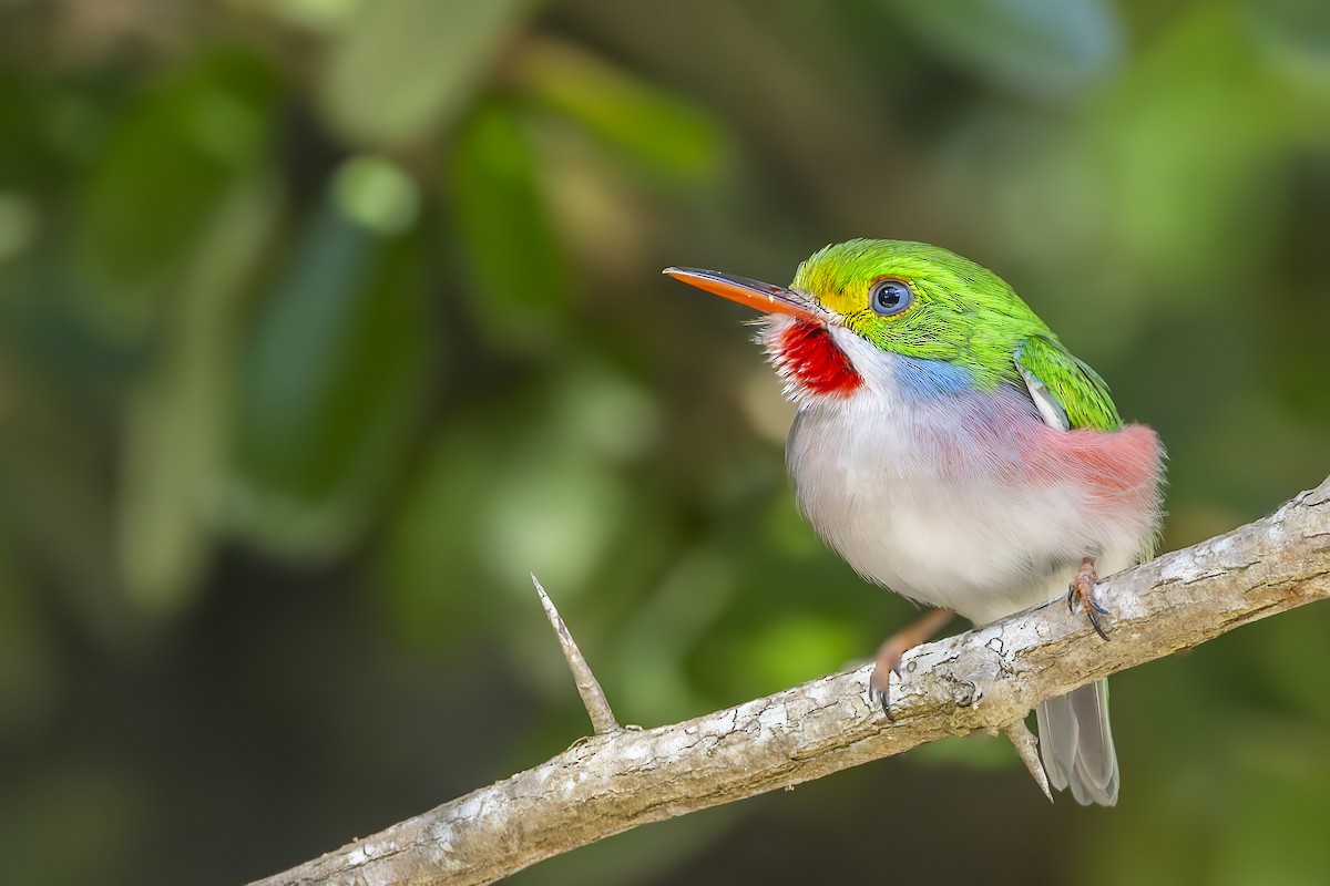 Кубинский тоди - ML645961743