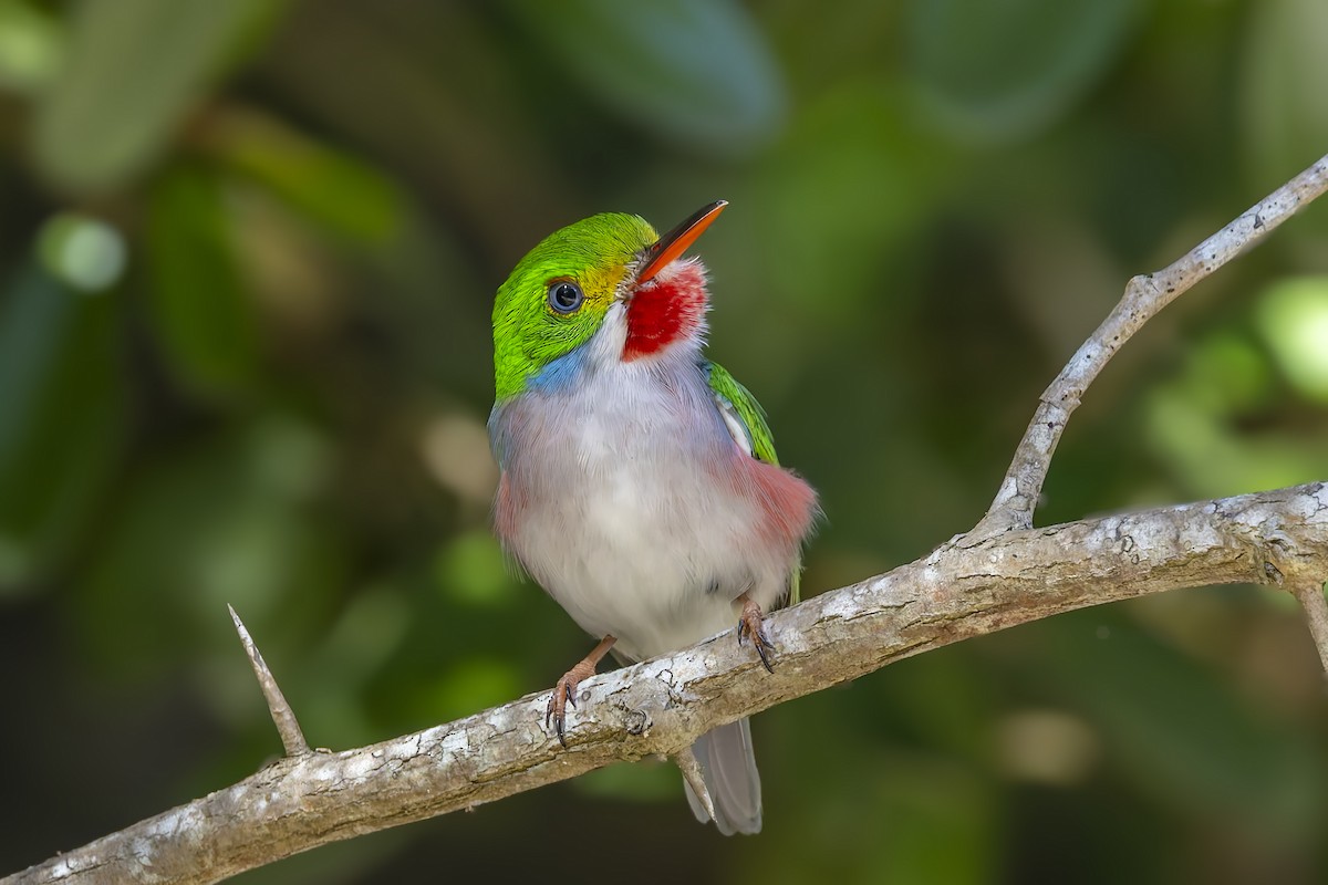 Кубинский тоди - ML645961744