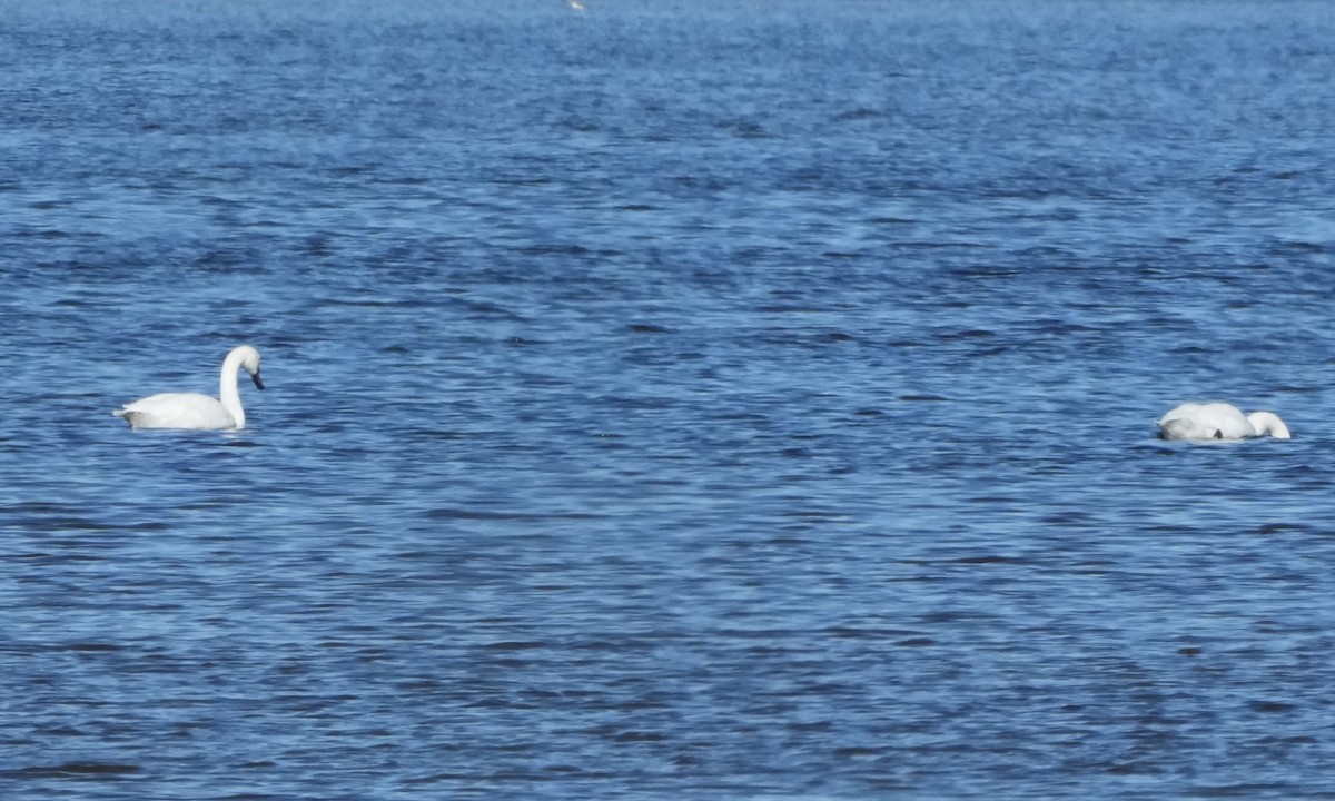 Американский лебедь - ML645961745