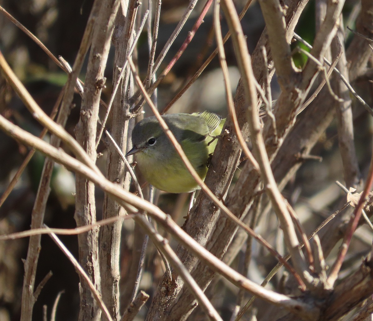 Рыжешапочная древесница - ML645961746