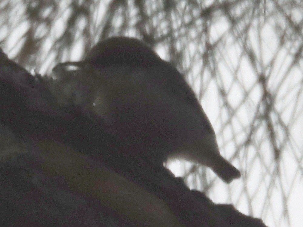 Буроголовый поползень - ML645961747