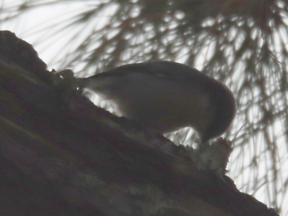 Буроголовый поползень - ML645961748