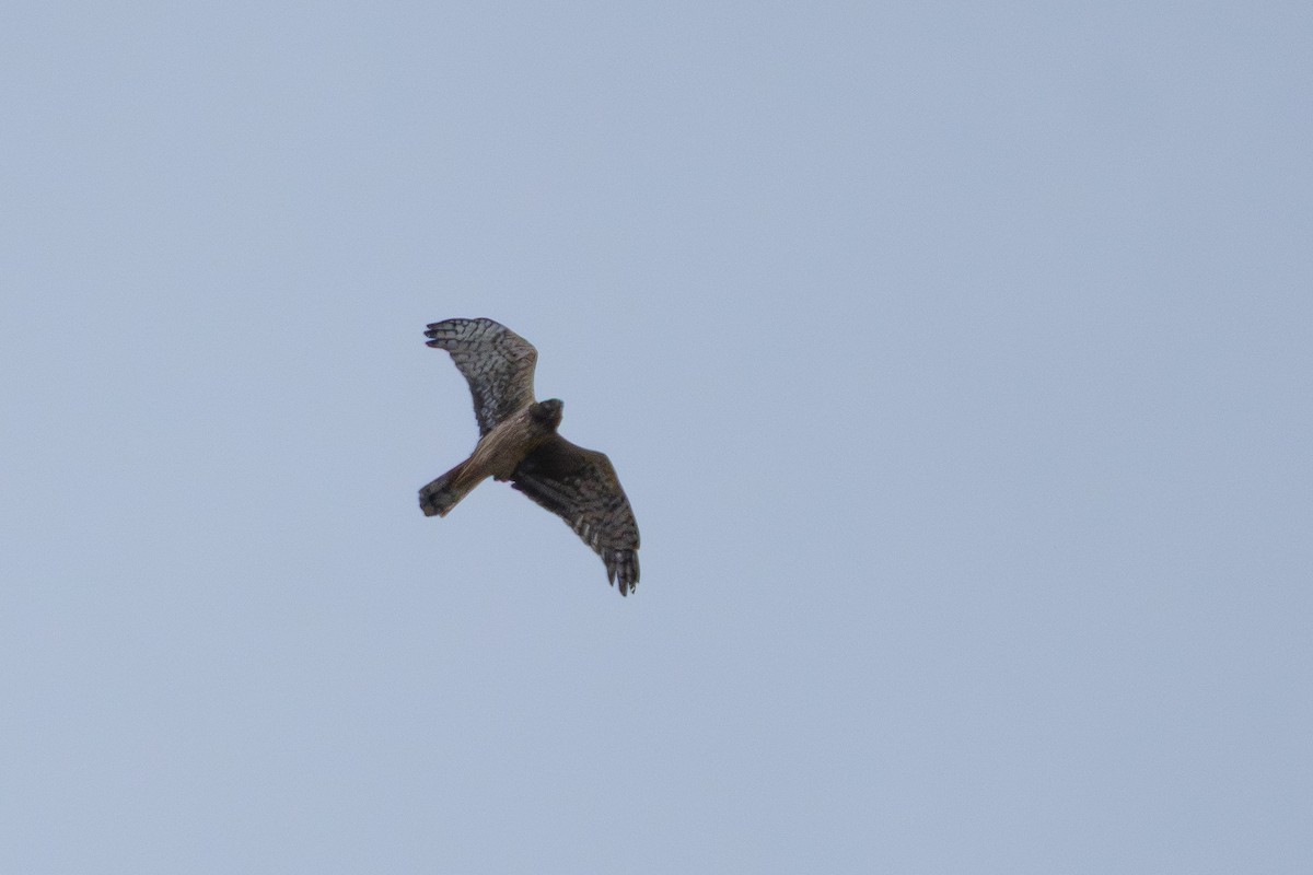 Американский лунь - ML645961749