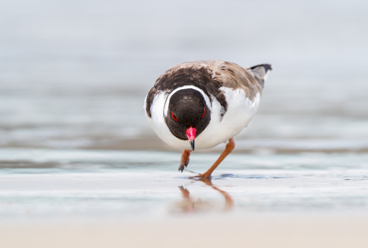 Австралийский зуёк - ML645961751