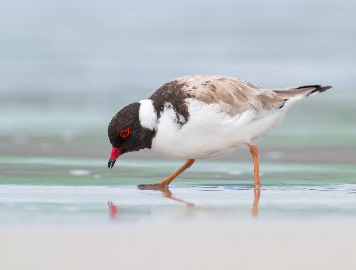 Австралийский зуёк - ML645961752