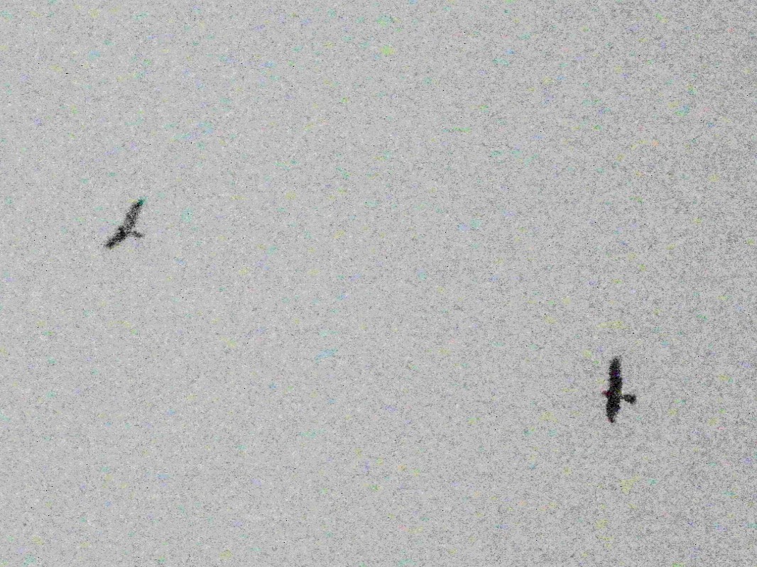 Краснохвостый канюк - ML645961753